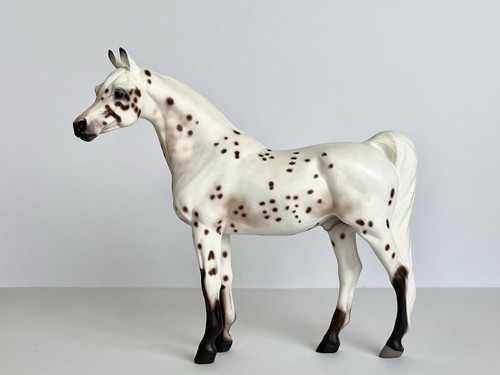 North light wade appaloosa - north,