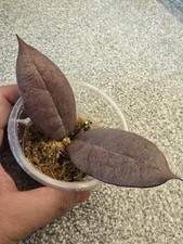 Hoya Mitrata Silver Cutting
