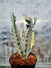Euphorbia Lactea White Ghost |