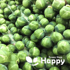 VEGETABLE BRUSSEL SPROUTS DOLORES F1 - 50 seeds WINTER CROP - Drought tolerant