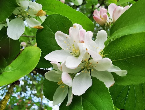 Malus brevipes wedding - malus, brevipes,