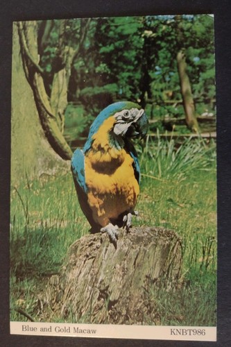 Vintage bird postcard blue - vintage,