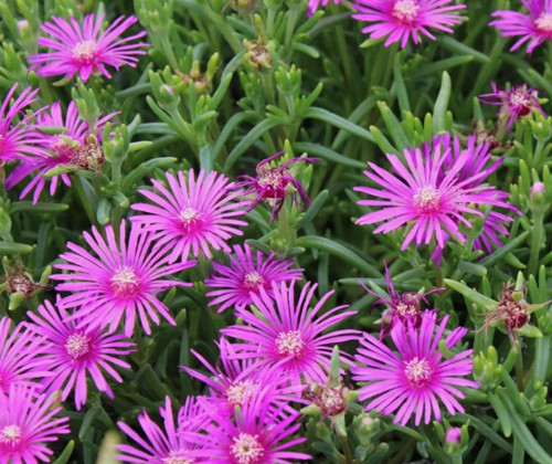 Delosperma cooperi ice - x,