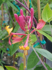 PINK LEMONADE HONEYSUCKLE 1G
