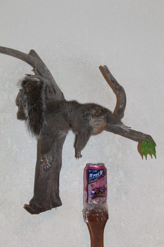 Taxidermy squirrel chipmunk - taxidermy,