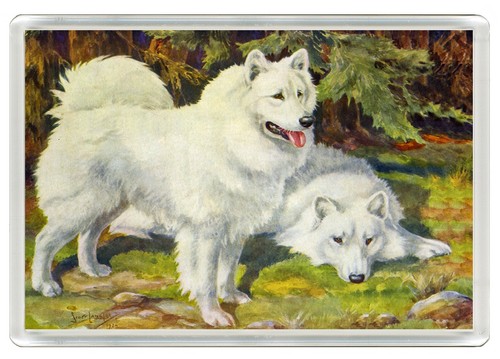 Samoyed dog fridge magnet - samoyed,