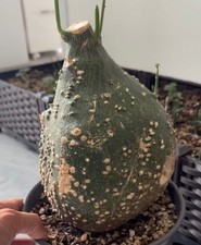 Dia 16cm Rare Cacti Adenia globosa WYSIWYG Caudex Boutique Decor Sale