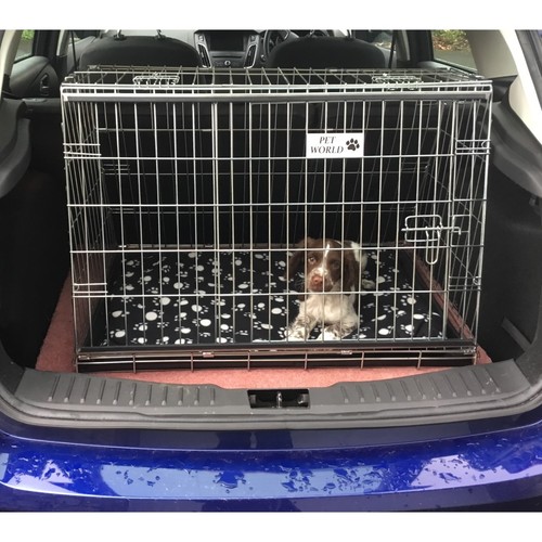 Pet world ford - world, focus
