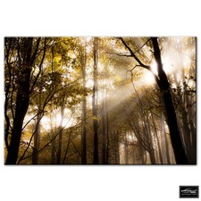 Landscapes Forest   BOX FRAMED