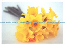 D079883 The Great Daffodil