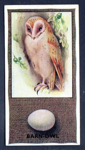 Barn owl phillips - owl,
