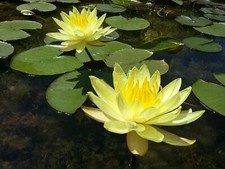 Yellow live deep water - deep, lily