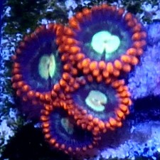 WYSIWYG 4+ Polyps Glowpops