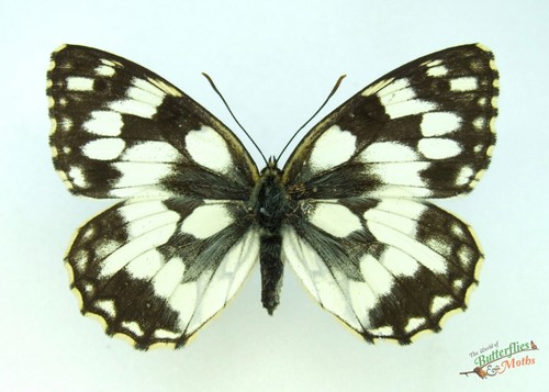 Marbled white butterfly