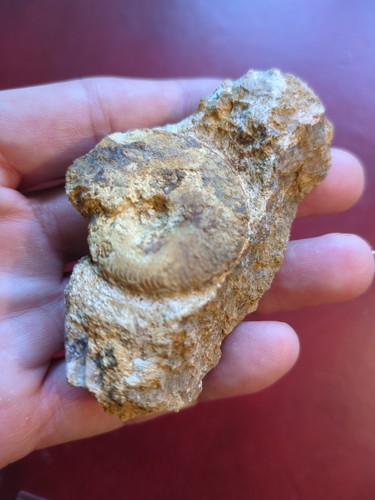 Fossil ammonite ludwigia uk - fossil, ludwigia,