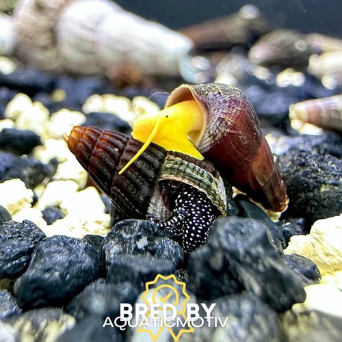 Baby rabbit snails - rabbit,
