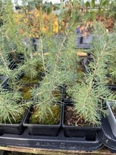 Atlas Cedar Tree - Cedrus