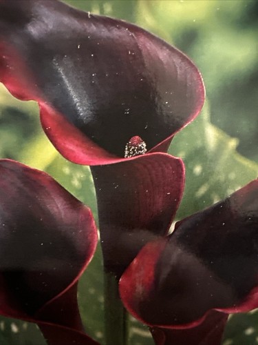 Black zantedeschia - black,