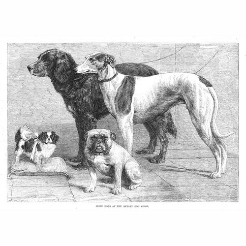 Prize dogs the - dogs,
