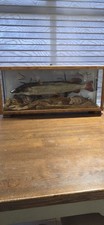 Taxidermy Pike Fish In Case