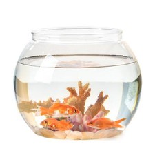 Fish Bowl Aquarium Office