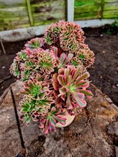 Aeonium Medusa STEM CUTTING | Variegated crested succulent plant 