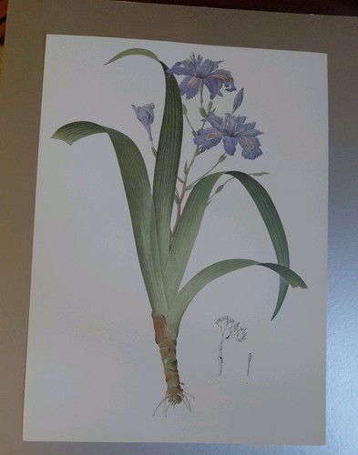 Botanical print japanese - botanical, or