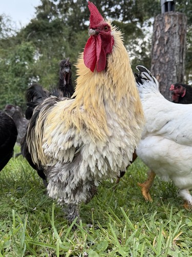 Chicken hatching eggs mixed - eggs,