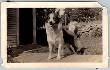 Vtg B&W Snapshot Fluffy Border