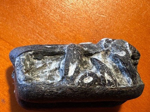 Ichthyosaur jaw section - jaw, with