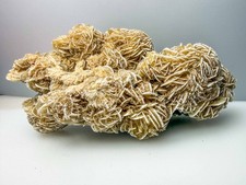 Group desert roses - group, of