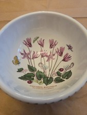 Portmeirion Botanic Garden Ivy