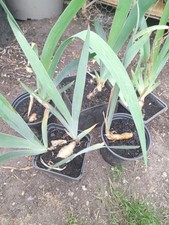 5× Mixed colours Bearded Iris