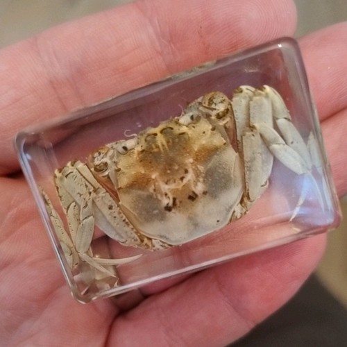 Real crab bug insect - crab,