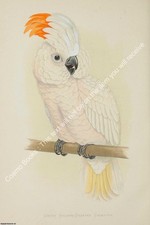 PARROTS IN CAPTIVITY 1884 -