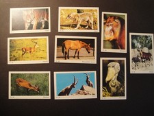 DANDY GUM DENMARK WILD ANIMALS