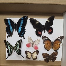 Box 7 Mix grade insect