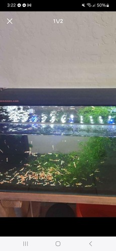 Shrimp live aquarium - shrimp,