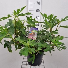 Little Miss Figgy Fig Tree 5L