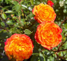 IRISH EYES - Orange, Yellow &