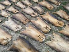 Excellent XXL Nutria Skins