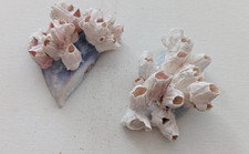 Barnacles mussel sea - barnacles,