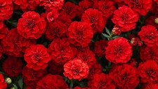 360 Seeds RED French Marigold