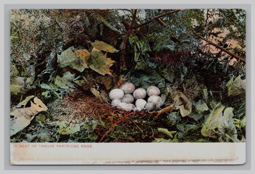 Postcard nest of - a,