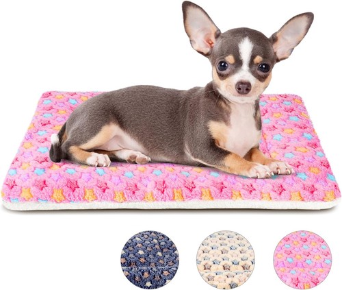 Mora pets cat - cat, bed