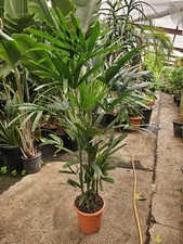 1x5-6ft Rhaphis Excelsa Palm Indoor Office Large Premium Quality free Plant Feed