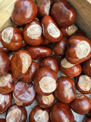 Large conkers horse - large,