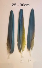Parrot Macaw Feather Crafts