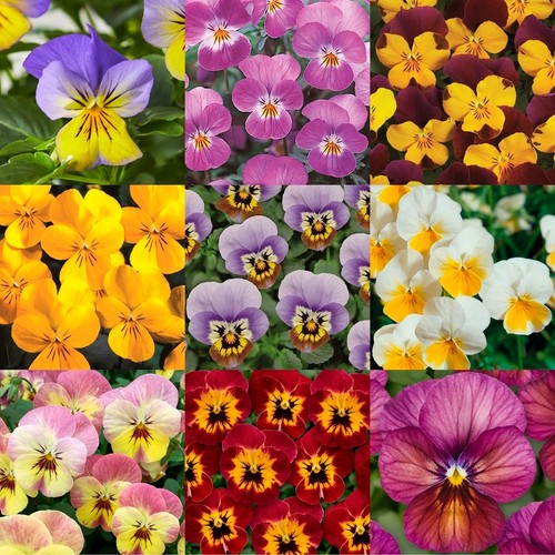 Viola ice babies trailing - viola,