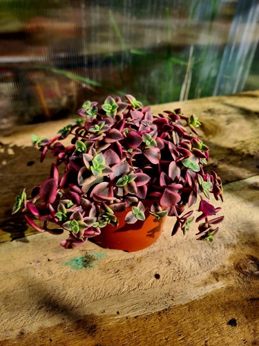 Crassula pellucida calico - crassula,